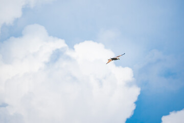 osprey flying in blue sky