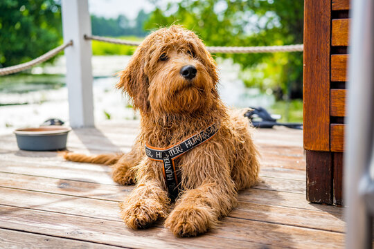 wet golden doodle dog on a boat