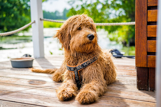 portrait of a dog on a boat