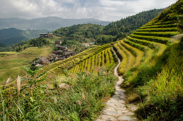 paisaje típico de los campos de cultivo de arroz en terrazas. Longsheng.China