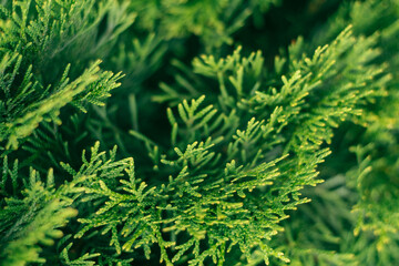 Creative partially blurred background of green thuja branches, copy space
