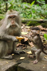 Naklejka na ściany i meble Monos alimentándose en Monkey forest, Ubud.Bali