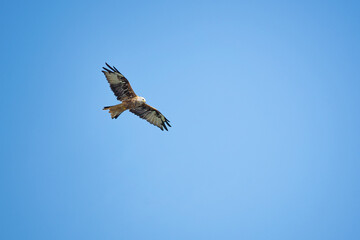 Fototapeta na wymiar osprey in flight in the sky