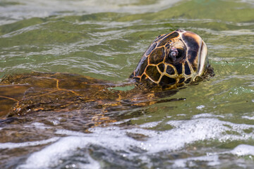 Green Turtle with Fibropapilloma tumor growing on eye