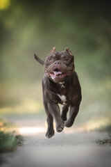 A young chocolate American Bully running on a sandy path among the green grass and looking away against the backdrop of a bright summer landscape. The mouth is open
