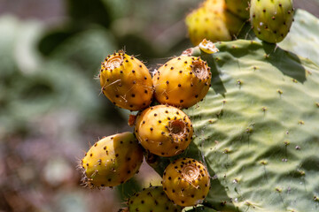 Opuntia ficus-indica pertenece a la familia Cactaceae