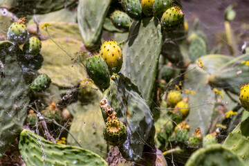 Opuntia ficus-indica pertenece a la familia Cactaceae