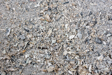 Ashes, dust, remnants of trees after the fire.