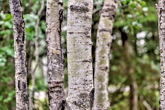 Close up of birch trees in rural Alberta