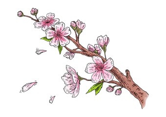 Sakura blossom. Cherry branch with flowers and bud. Petals falling.
