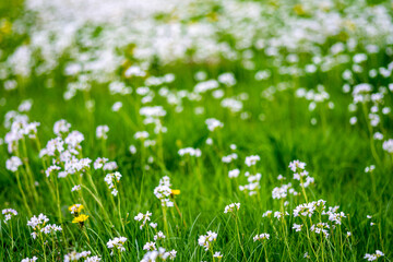 Obraz na płótnie Canvas grass with white and yellow flowers