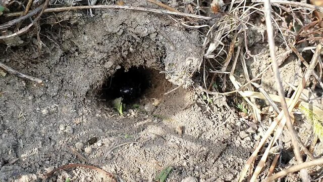 a cricket coming out of the hole