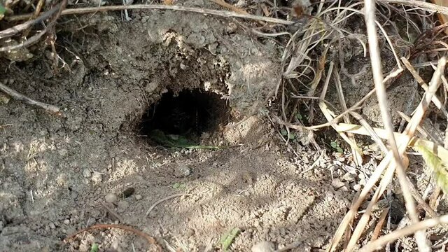 A close-up with a Grylloidea cricket coming out of the hole