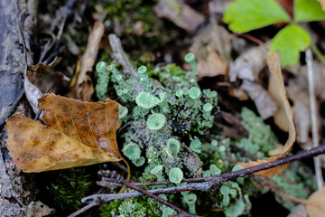 microplants in the forest. small mushrooms and moss on old tree trunks. forest magic. top view