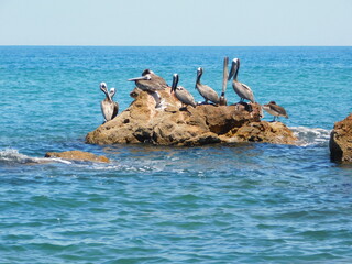 Fototapeta na wymiar Pelicanos descansando