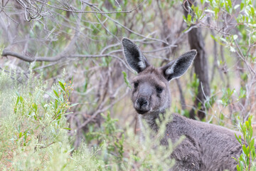 Portrait of a kangaroo in grasslands of South Australia