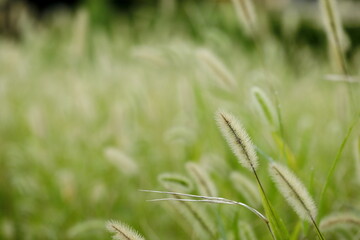 初秋に群生するエノコログサ