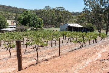 White wine grape vines in the Clare Valley, South Australia