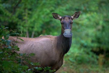 Elk Wearing a Covid Mask