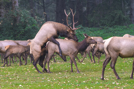 Washington Brinnon Elk Mount-1473
