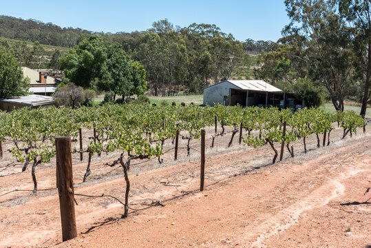 White Wine Grape Vines In The Clare Valley, South Australia