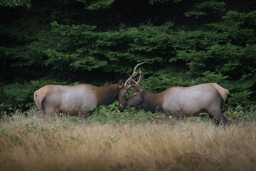 Washington Brinnon Elk Rut-0127.