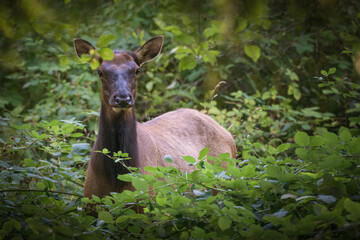 Washington Brinnon Elk-0150-2-2