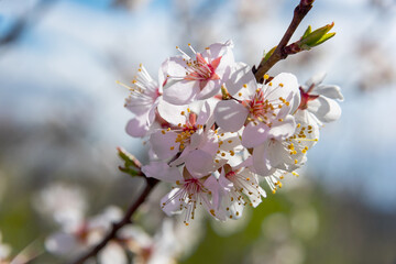 Brunch of apple tree flowers on the bright blue sky background