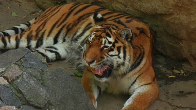 Striped tiger lies and growls. Colorful tiger lies in the stones. Angry bengal tiger growls.