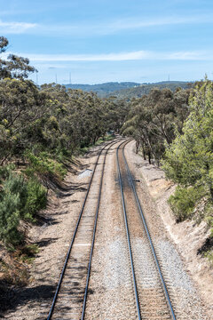 Two parallel train tracks running through a eucalyptus forest in South Australia