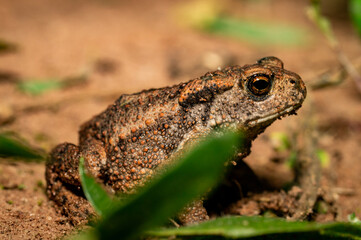 European toad