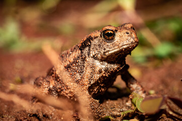 frog on the ground