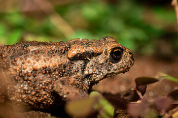European toad