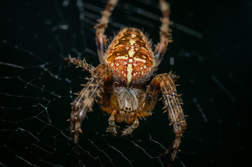 A garden spider