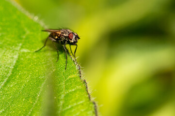 Small fly