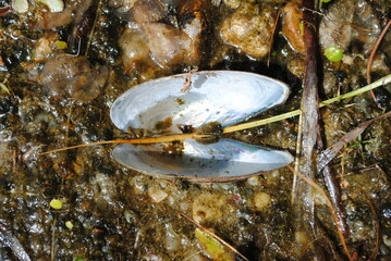 Freshwater mussel shell open on a pond shore