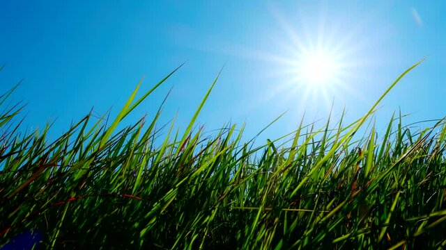 【自然風景】太陽がまぶしい夏の草原の様子　ローアングル　フィクス撮影
