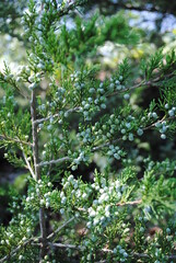 Fototapeta na wymiar Juniperus virginiana, or eastern red cedar, gone to seed at the end of the summer.
