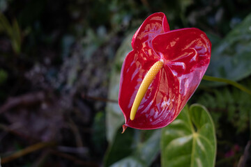 Selective focus shot of red anthurium flower - obrazy, fototapety, plakaty