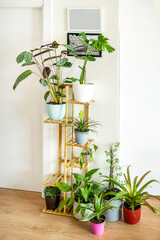 Shelf full of houseplants in a corner of a white walled apartment