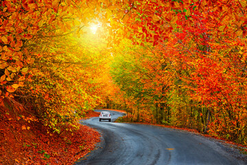 Naklejka na ściany i meble Car driving on the road in the forest in autumn season. Autumn colors bring the forest to life. Autumn landscape in the deep forest. Autumn view on a sunny day. Beautiful colors of jungle. 