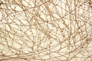 Obraz premium Background of branches on a wall