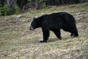 Young Grizzly bear (Brown bear) (Ursus arctos), Peter Lougheed  Provincial Park, Kananaskis Country, Alberta, Canada