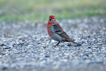 Pine grosbeak (Pinicola enucleator), Spray Lakes Provincial Park, Kananaskis Country, Alberta, Canada.