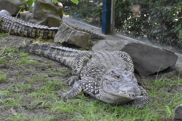 Alligator in the zoo