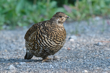 Spruce grouse (Falcipennis canadensis), Spray Lakes Provincial Park, Kananaskis Country, Alberta, Canada.