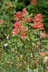 Giant red Indian Paintbrush (Castijella miniata), , Kananaskis Country, Alberta, Canada.