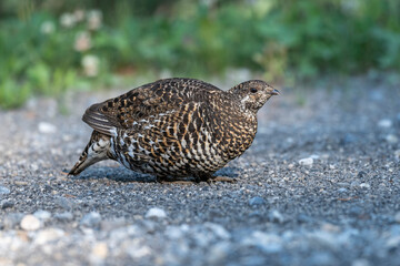 Spruce grouse (Falcipennis canadensis), Spray Lakes Provincial Park, Kananaskis Country, Alberta, Canada.