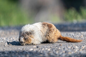 Hoary marmot (Marmota caligata), Spray Lakes Provincial Park, Kananaskis Country, Alberta, Canada.