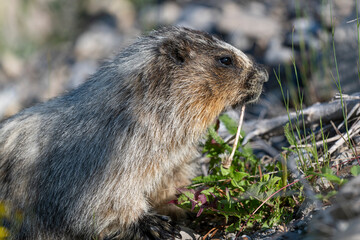 Naklejka na ściany i meble Hoary marmot (Marmota caligata), Spray Lakes Provincial Park, Kananaskis Country, Alberta, Canada.